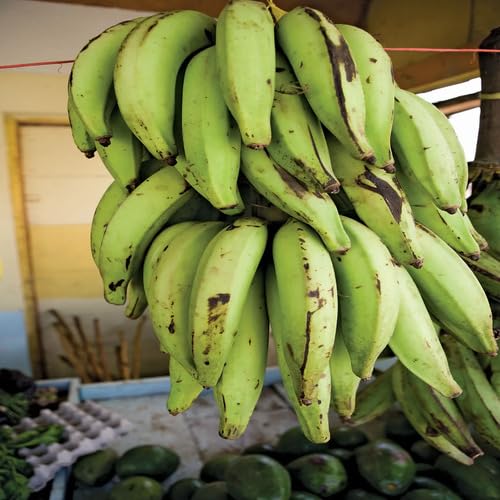 Plantain vegetable seeds for Home Gardening, Healthy Seasonal Vegetable Planting Premium for kitchen garden planting