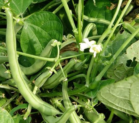 Pole Bean vegetable seeds for Home Gardening, Premium Kitchen Garden Planting Premium for kitchen garden planting