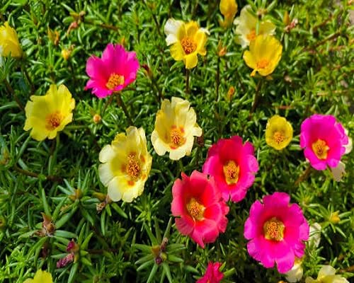 Mixed Moss Rose Flower Seeds
