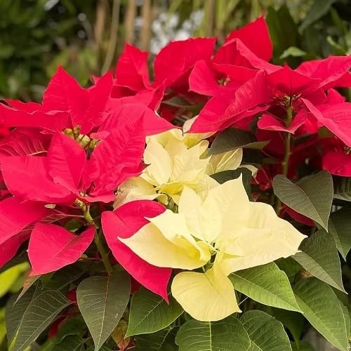 Red Yellow Poinsettia Flower Seeds