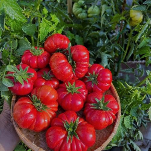 Red Costoluto vegetable seeds for Home Gardening, Premium Kitchen Garden Planting Premium for kitchen garden planting