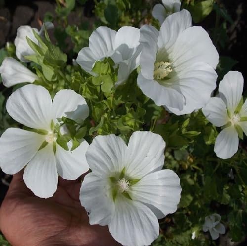 white malope flower seeds