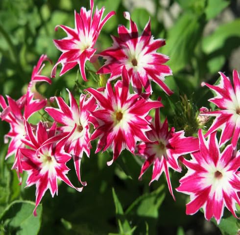 Pink White Phlox Drumondii Flower Seeds