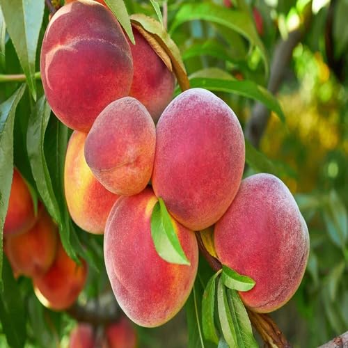 Pink Peach fruit seeds for organic garden planting