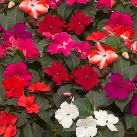 impatiens flower seeds mixed