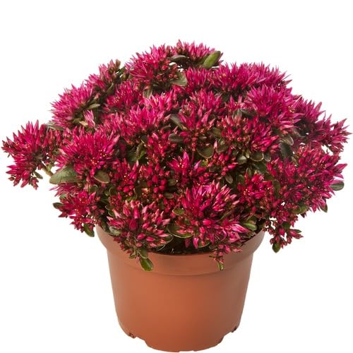 Red Sedum Flower Seeds