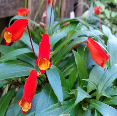 Red seemannia Flower Seeds