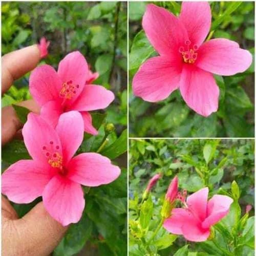 Pink Mini Hibiscus Flower Seeds