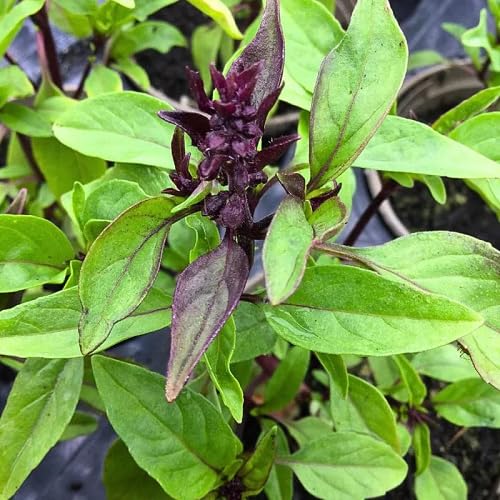 Green Liquorice Basil Plant Seeds herb seeds - kitchen garden, terrace planting garden seeds