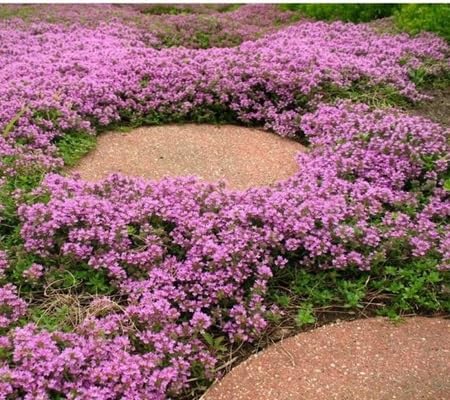 Creeping Thyme Plant Seeds herb seeds - natural growing, healthy herbs garden seeds