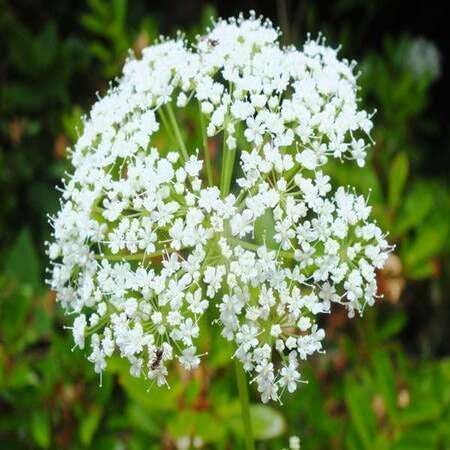 Aegopodium podagraria Flower Seeds