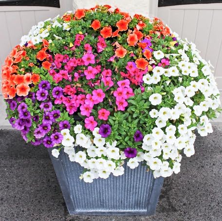 Mixed Petunia Flower Seeds