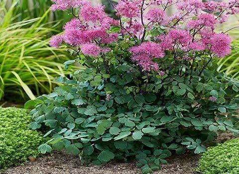 Purple Thalictrum Flower Seeds