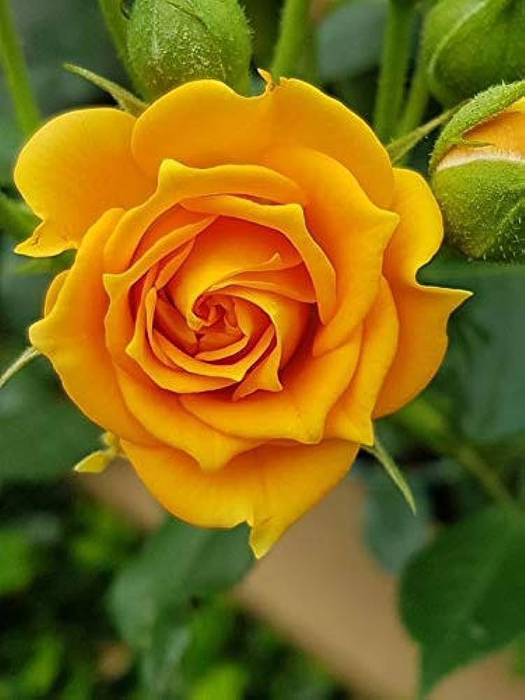 Yellow Rose Flower Fresh