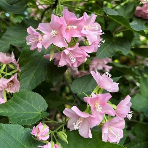 Pink Dombeya Burgessiae Flower Seeds