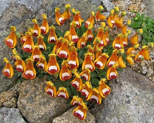 White uniflora Flower Seeds