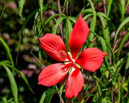 RED HIBISCUS COCCINEUS Flower Seeds