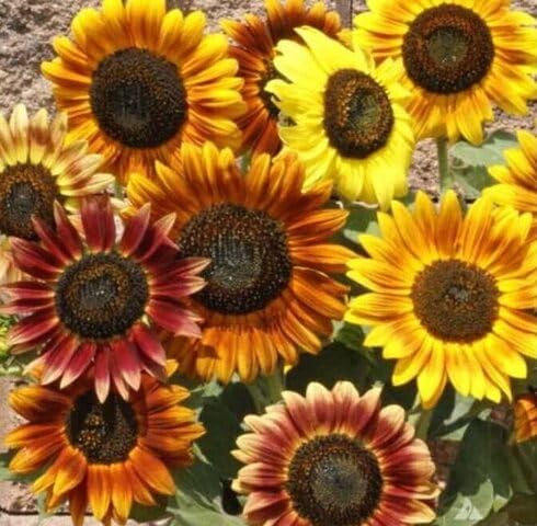 Mixed Helianthus Flower Seeds