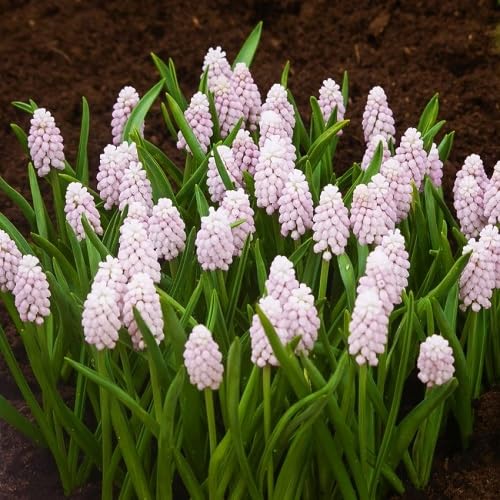 Pink Armeniacum Flower Seeds