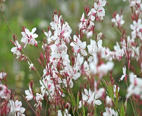 Mixed Gaura Flower Seeds