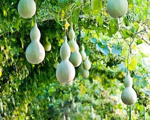 Calabash vegetable seeds Pale Green vegetable seeds for Home Gardening, Natural Home Farming Choice for kitchen garden planting
