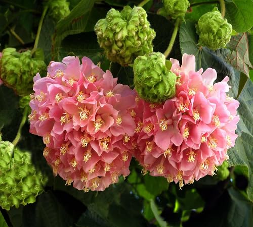 Dombeya Flower Seeds