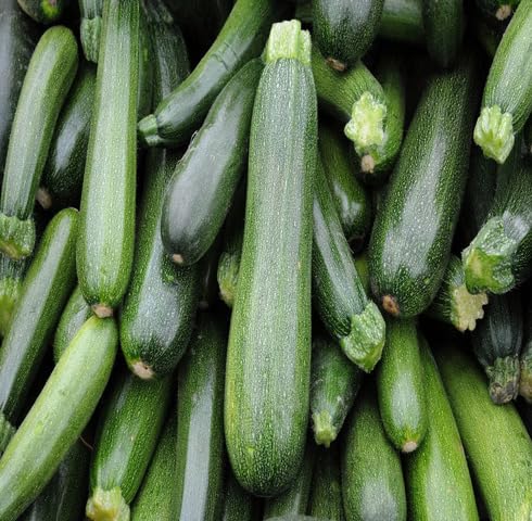 Green Zucchini vegetable seeds vegetable seeds for Home Gardening, Healthy Culinary Garden Variety for kitchen garden planting