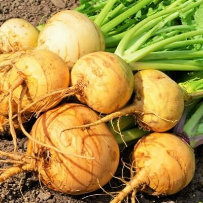 Yellow Turnip Vegetables Seeds vegetable seeds - Heirloom, Organic, Non Gmo Garden Seeds for kitchen garden planting