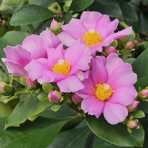 Pink Pereskia Flower Seeds