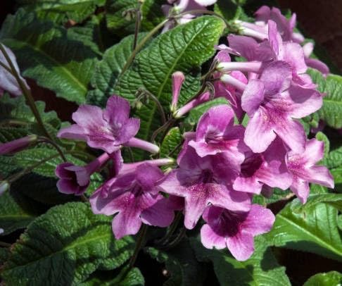 Maroon Streptocarpus Flower Seeds