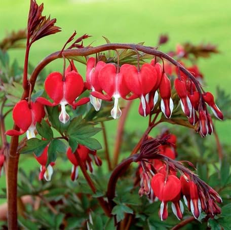 Red Lamprocapnos Flower Seeds