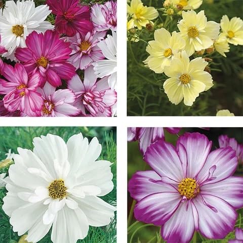 Mixed Cosmos Flower for Planting Heirloom Non-GMO High Germination Organic Garden Colorful Blooms Seeds - Heirloom Non