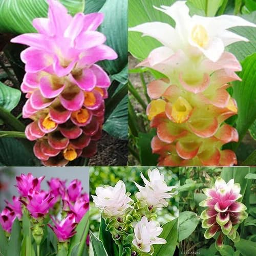 Mixed Curcuma Flower Seeds