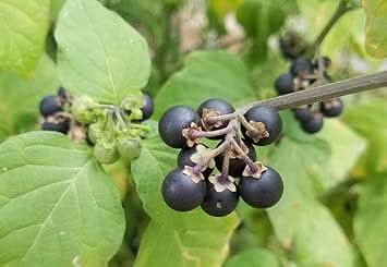 Nigrum Berry Or Black Currant Fruit Growing Dark Nutritious Berries Fruit Seeds
