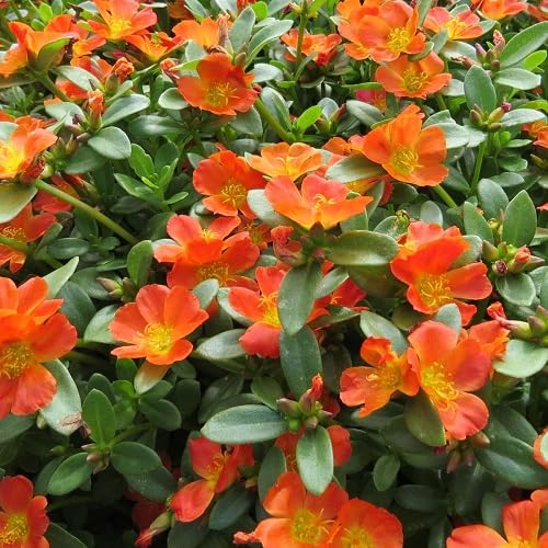 Purslane Flower Seeds