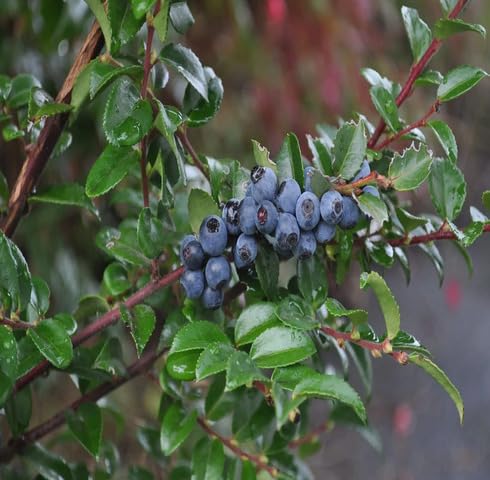 Black Huckleberry fruit seeds for organic garden planting