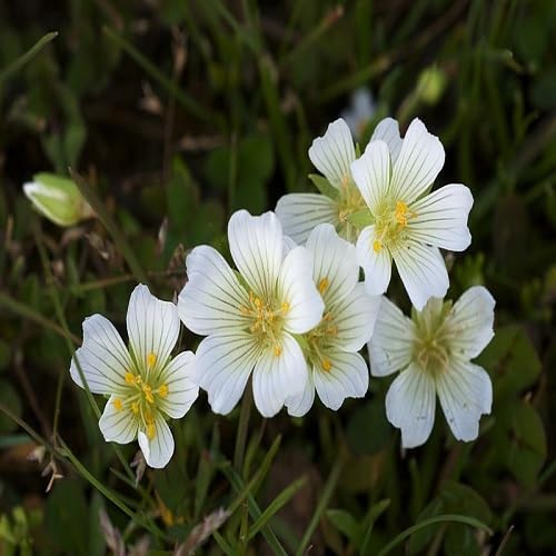 White Limnanthes Flower Seeds