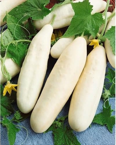 White Bottlegourd . vegetable seeds - Heirloom, Organic, Non Gmo Garden Seeds for kitchen garden planting