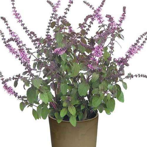 Basil Plant Seeds Green herb seeds - fresh harvest, sustainable gardening garden seeds