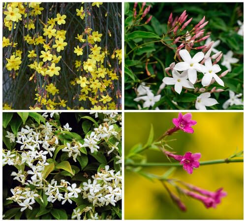 Mixed Jasminum Flower Seeds