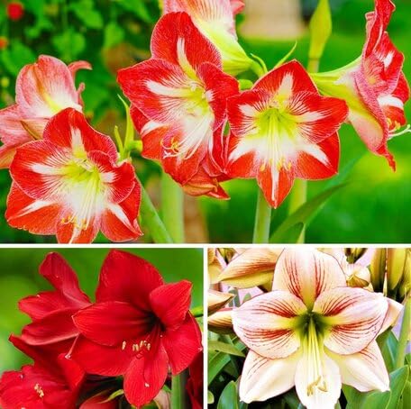 Mixed Alstromeria Flower Seeds