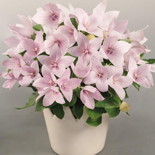 Selenicereus grandiflorus Flower Seeds