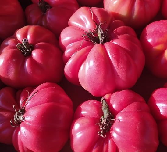Pink Tomato vegetable seeds for Home Gardening, Premium Kitchen Garden Planting Premium for kitchen garden planting
