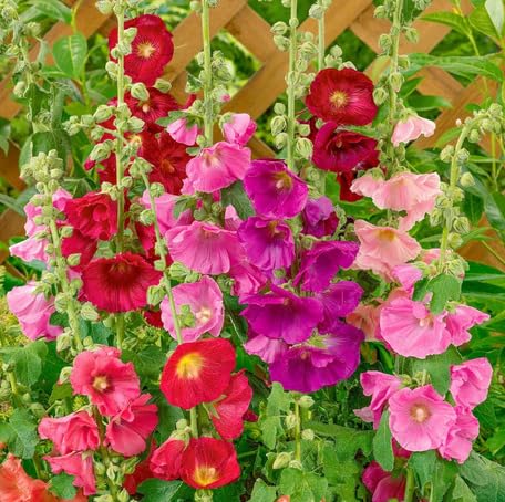 Mixed Hollyhock Flower Seeds