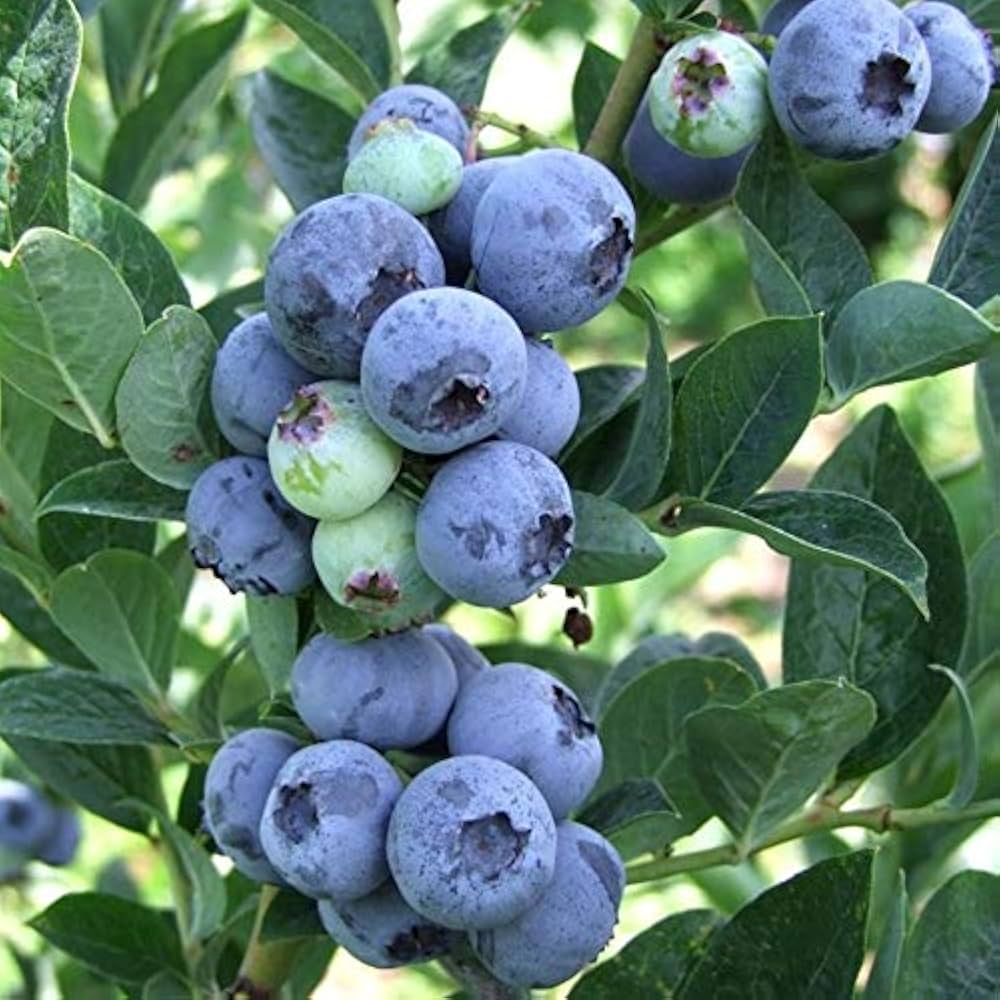 blue febrifuga fruit rare exotic for Fruit Seeds