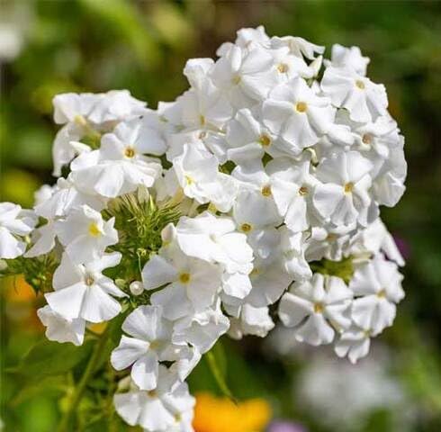 White pholex Flower Seeds