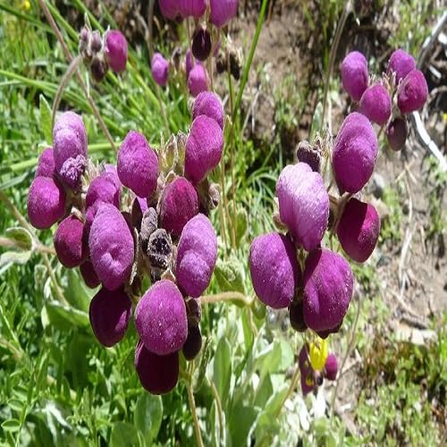 Purple Calceolaria Flower Seeds