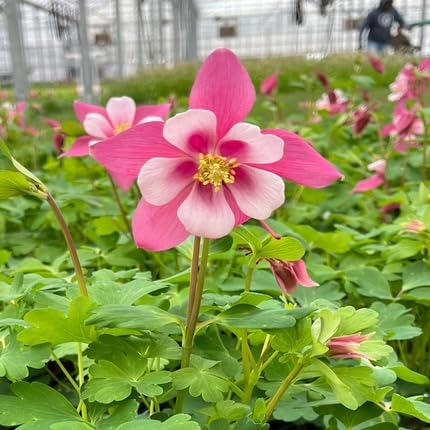 Pink White Aquilegia Flower Seeds