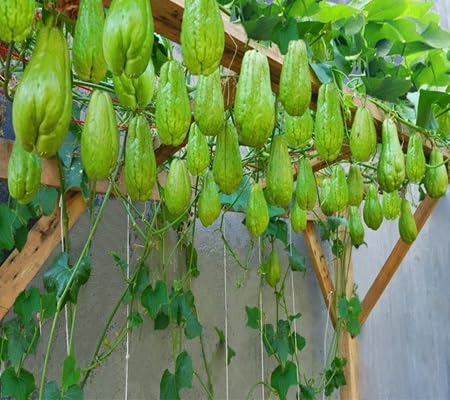 chayote vegetable seeds