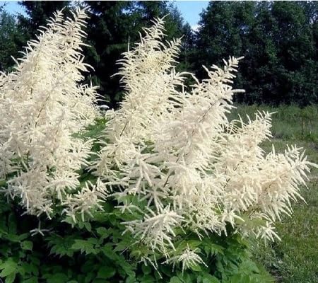 Aruncus Flower Seeds